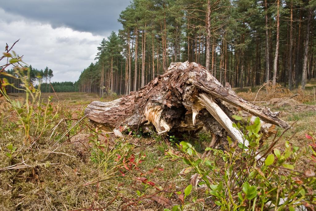 Agroturystyka Sominy Piotr Exteriér fotografie