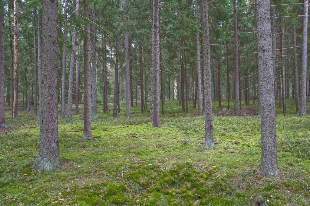 Agroturystyka Sominy Piotr Exteriér fotografie