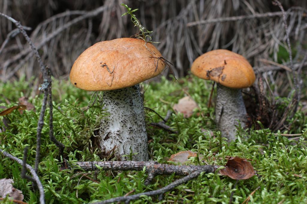 Agroturystyka Sominy Piotr Exteriér fotografie