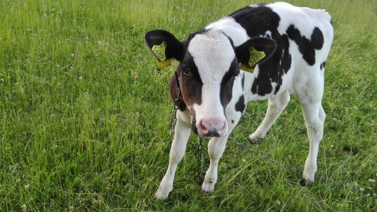 Agroturystyka Sominy Piotr Exteriér fotografie